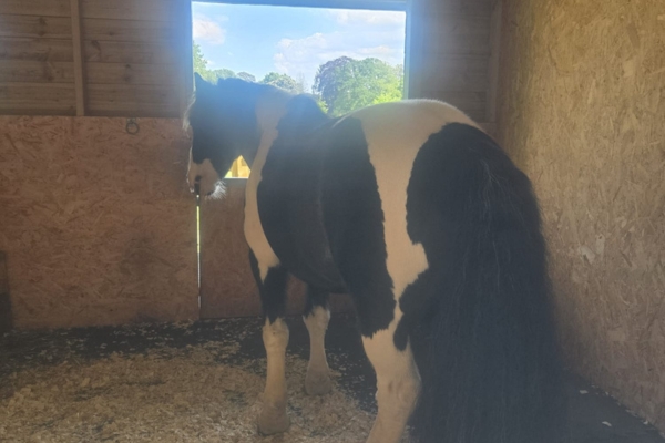 a black and white horse standing in a stable, with blue sky and trees visible in the background through a stable door window
